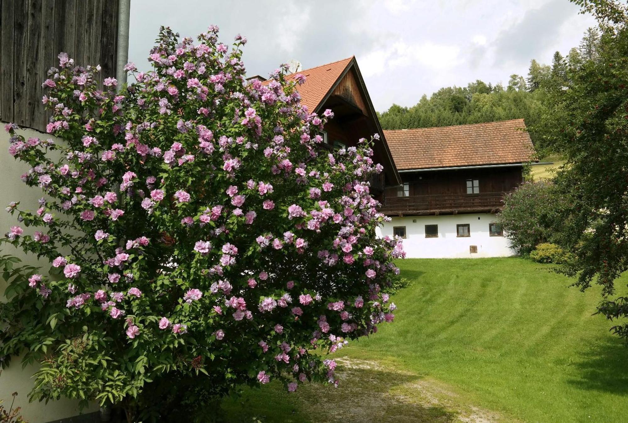Ferienwohnungen Raczkowski Birkfeld ภายนอก รูปภาพ