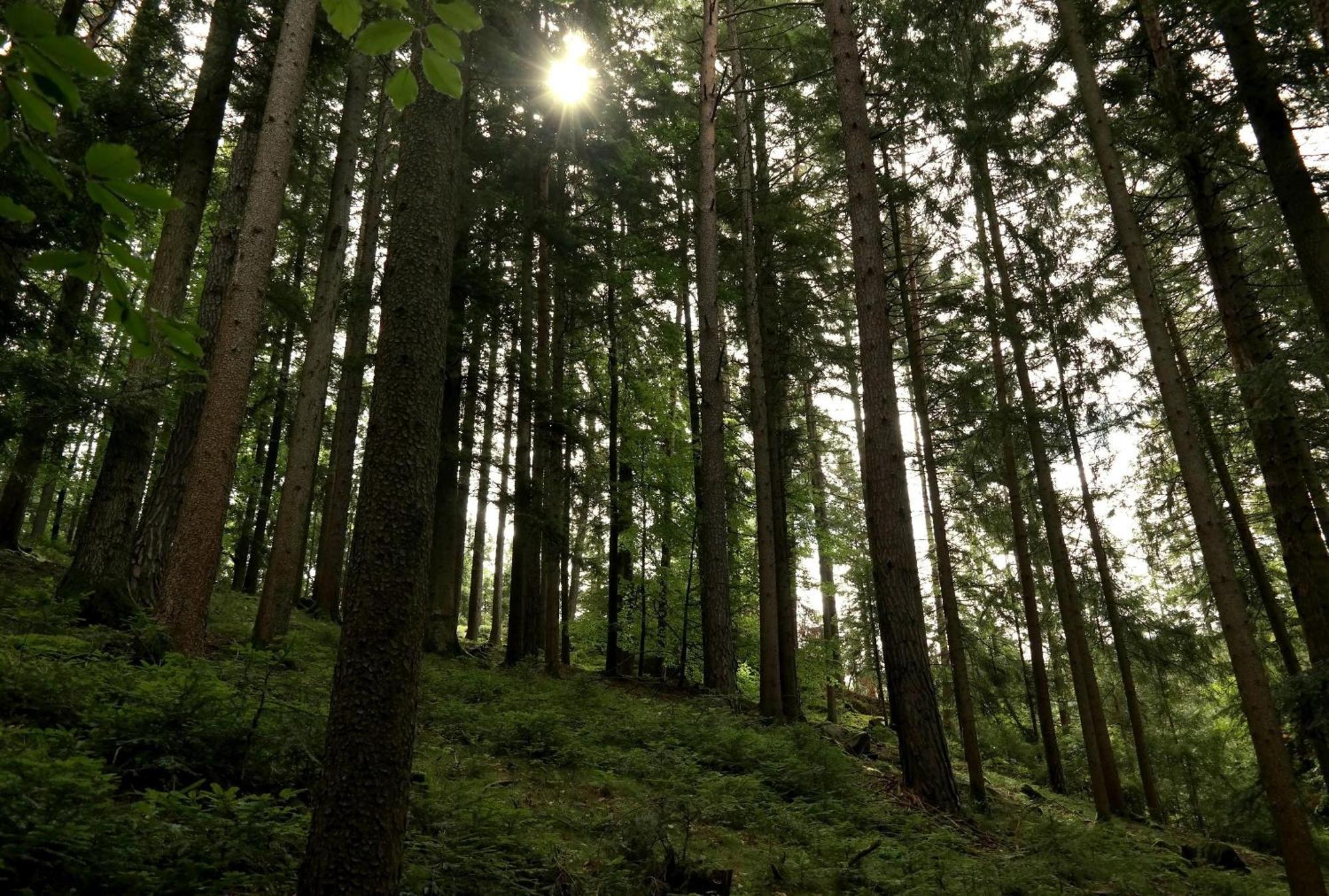 Ferienwohnungen Raczkowski Birkfeld ภายนอก รูปภาพ